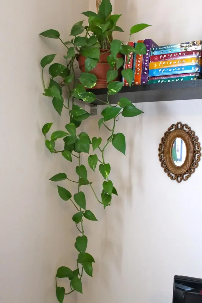 plantas para apartamento