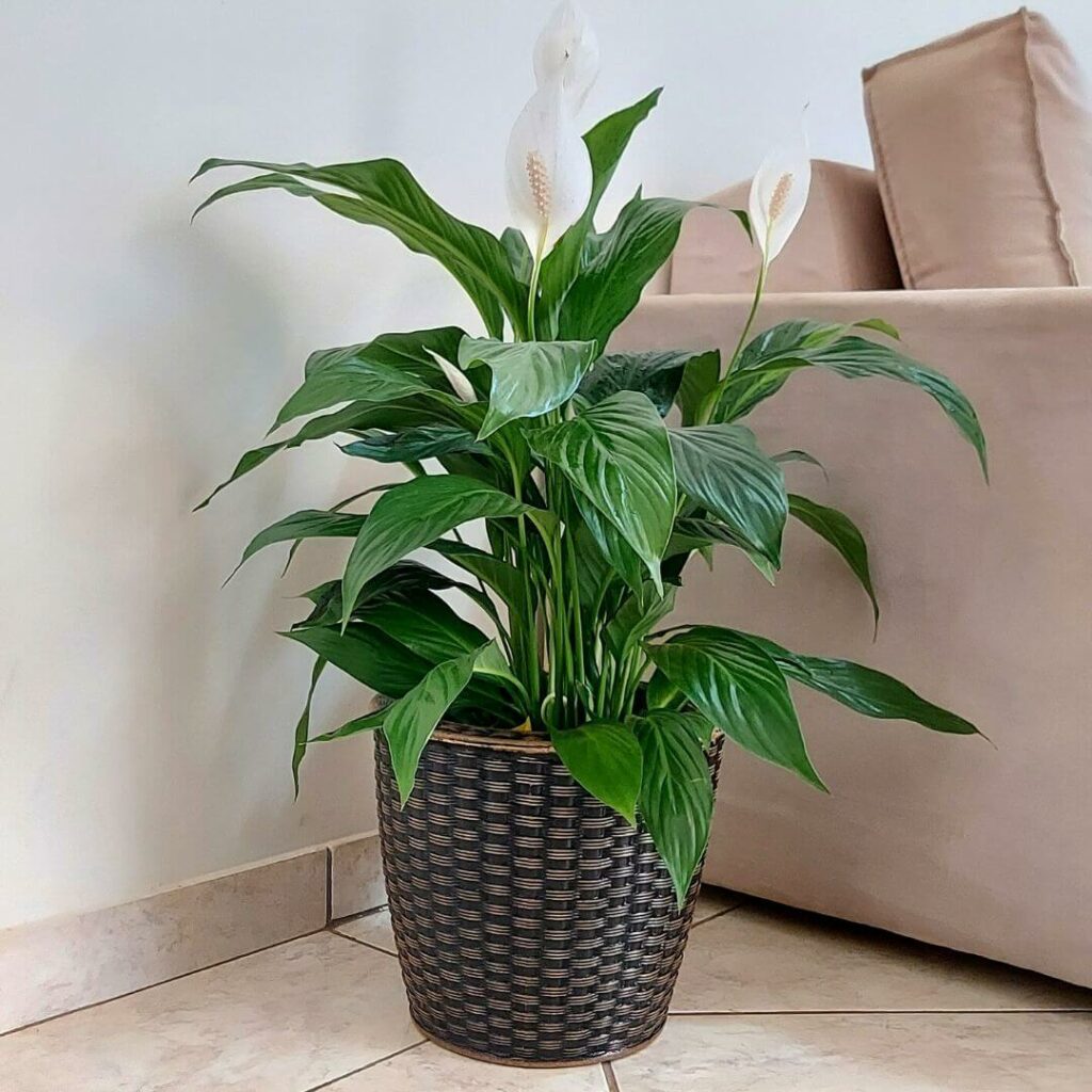 plantas para apartamento