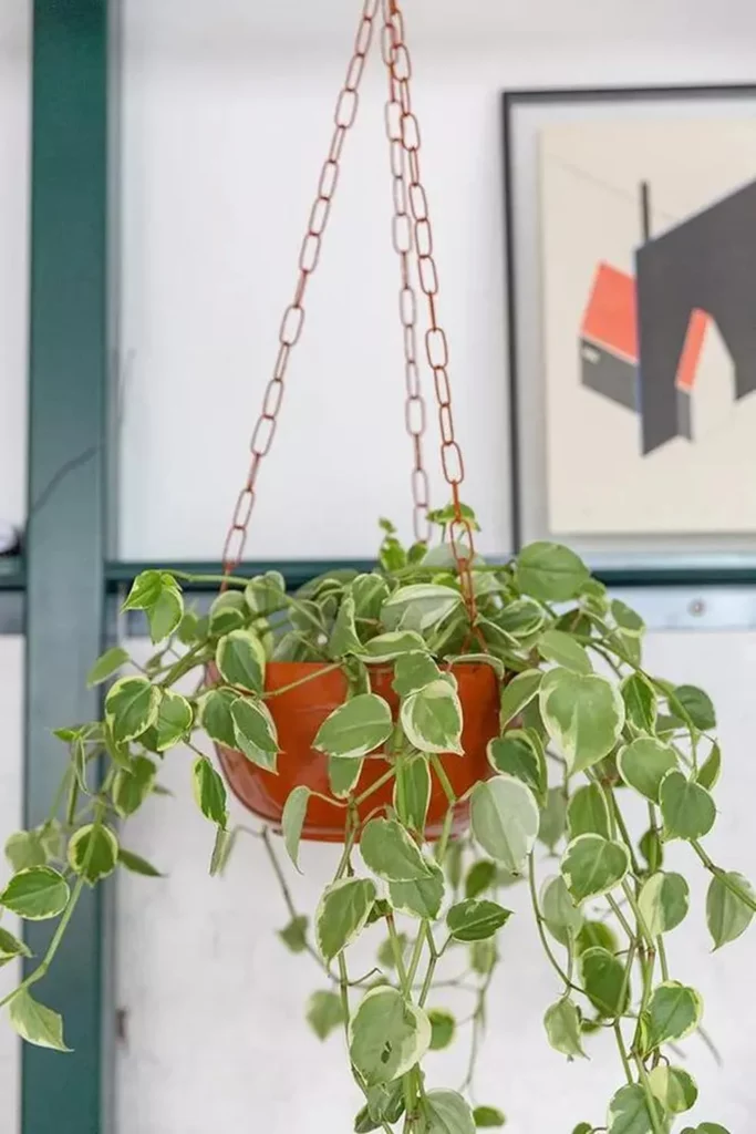 plantas para apartamento
