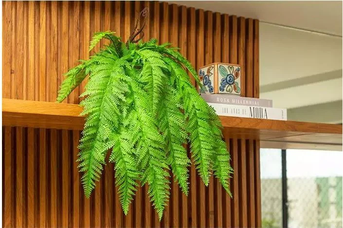 Plantas para apartamento
