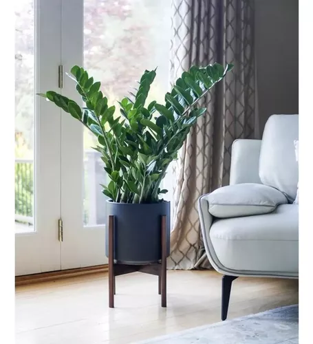 plantas para apartamento