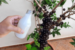 frutíferas