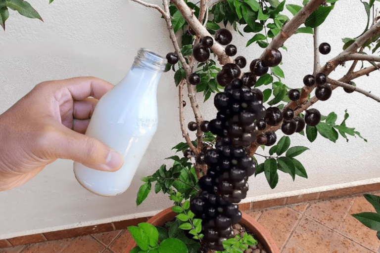 frutíferas