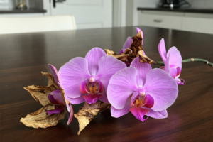 orquidea