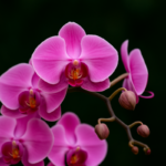 como cuidar de orquídeas