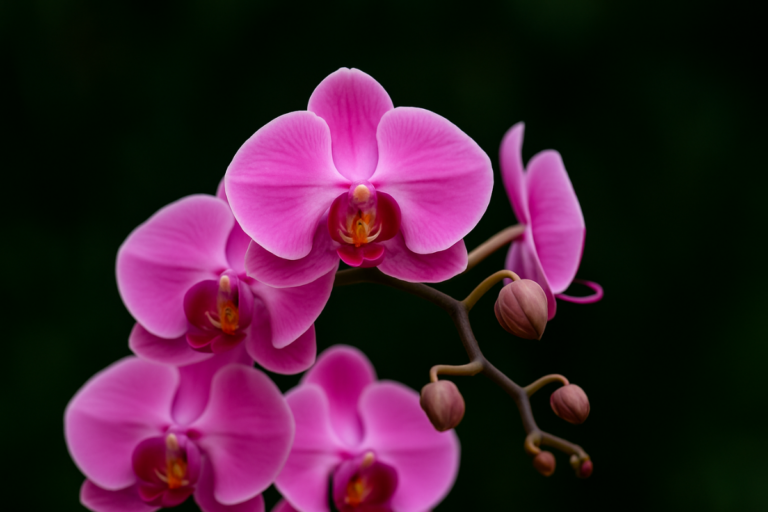 como cuidar de orquídeas