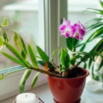como cuidar de uma orquídea
